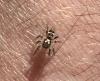 Salticus sp.